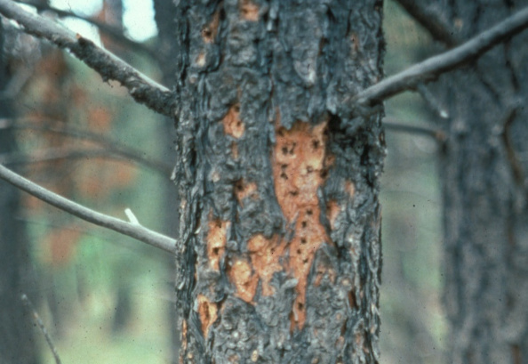 Bark stripped from pine tree by woodpeckers searching for beetle larvae