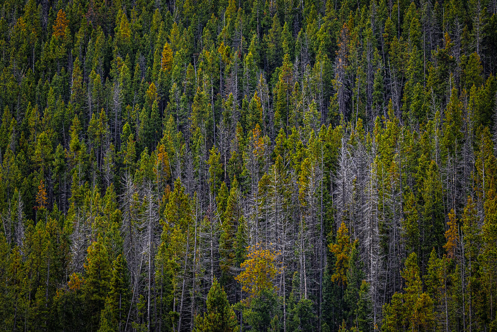 Mountainside showing grey dead trees killed by mountain pine beetle among surviving green conifers
