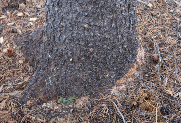 Reddish-brown boring dust (frass) in bark crevices from pine beetle tunneling