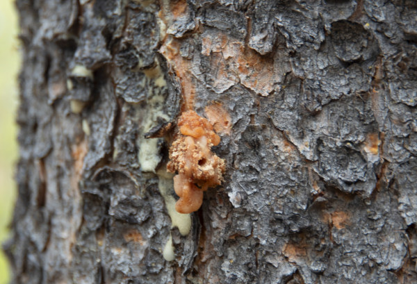 Popcorn-shaped resin pitch tubes on pine tree trunk from bark beetle attack