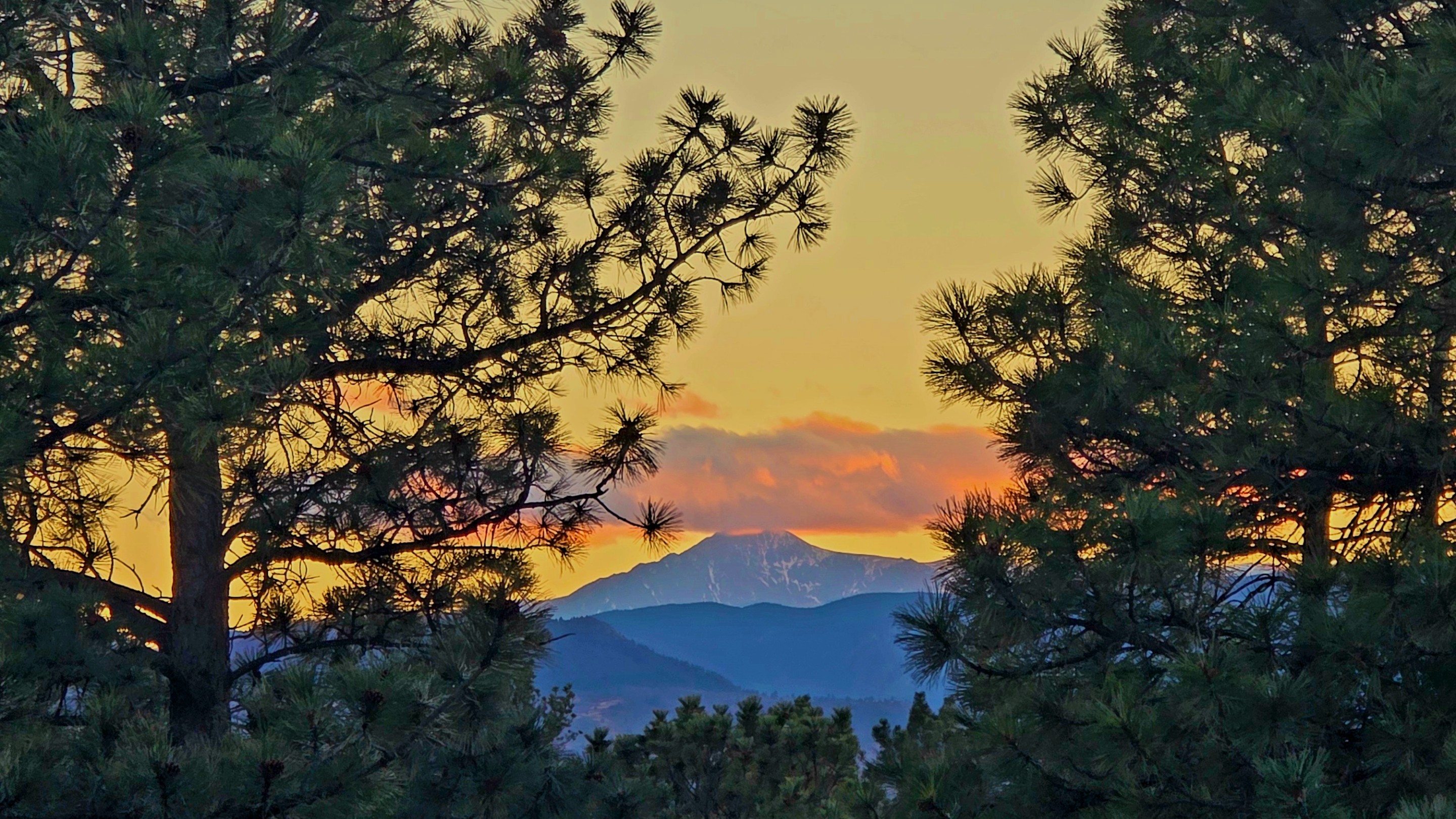 Ponderosa pine trees in Castle Pines, Colorado
