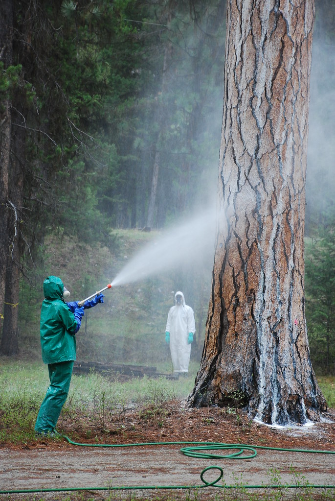 Worker in protective gear spraying carbaryl insecticide on a ponderosa pine trunk to prevent bark beetle attack